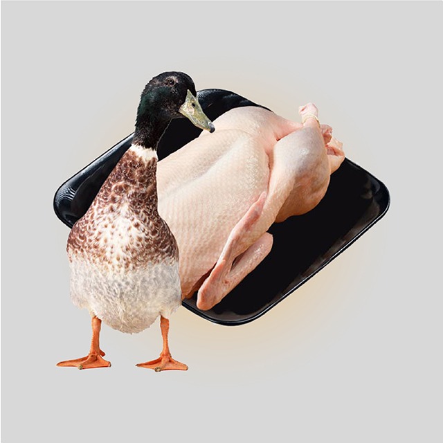 Fresh Duck Meat 800gm 